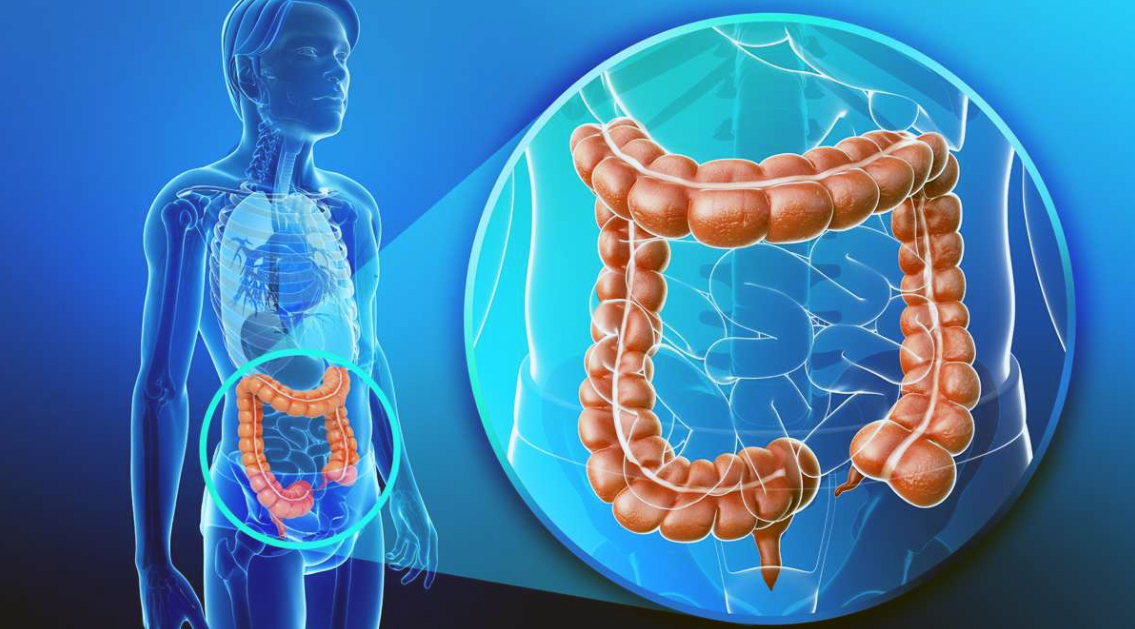 intestine