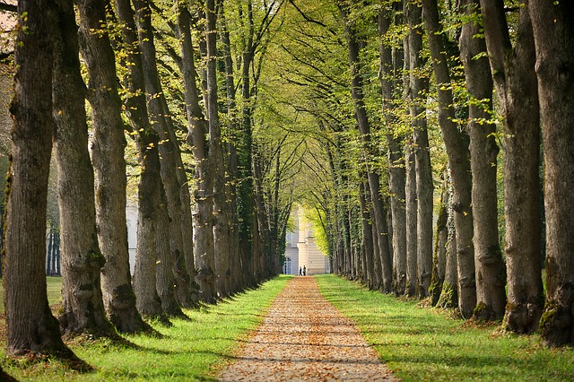 forest
