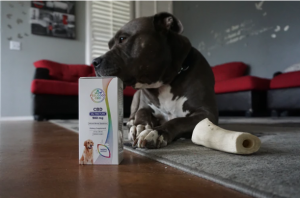 dog with cbd