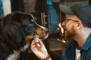 cbd oil