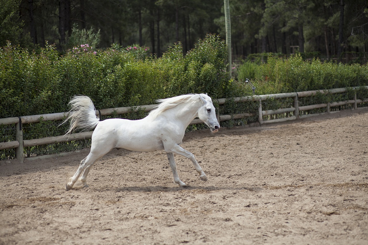 Horse 